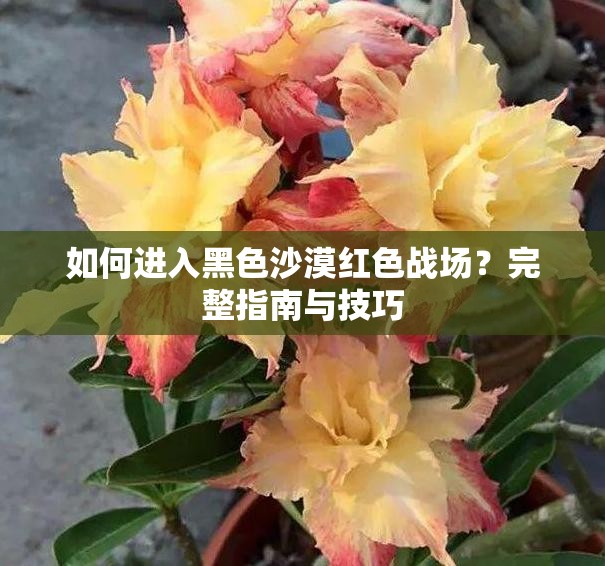 如何进入黑色沙漠红色战场？完整指南与技巧